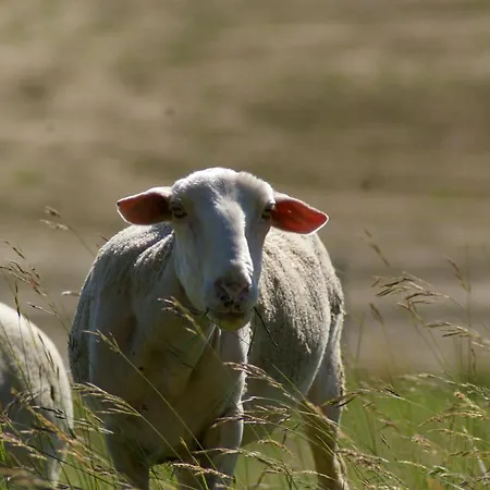 Dans Maison De Caractere Avec Piscine Διαμέρισμα Banon